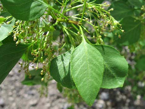 Singleleaf Ash (Fraxinus anomala)