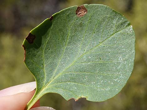 Singleleaf Ash (Fraxinus anomala)