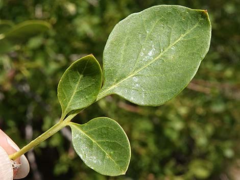 Singleleaf Ash (Fraxinus anomala)