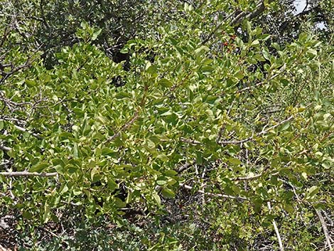 Singleleaf Ash (Fraxinus anomala)