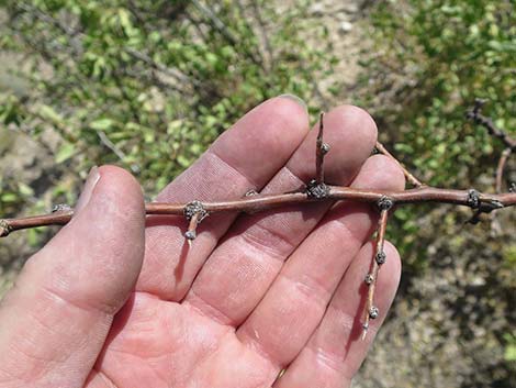 Singleleaf Ash (Fraxinus anomala)