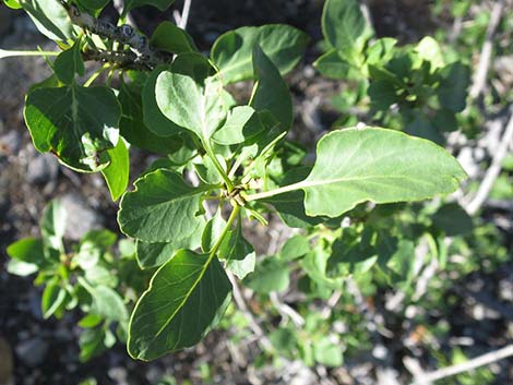 Singleleaf Ash (Fraxinus anomala)