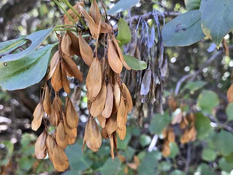 Singleleaf Ash (Fraxinus anomala)