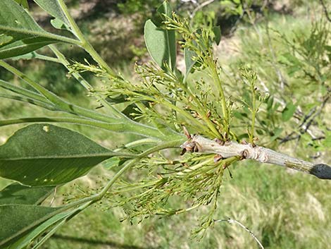 Velvet Ash (Fraxinus velutina)