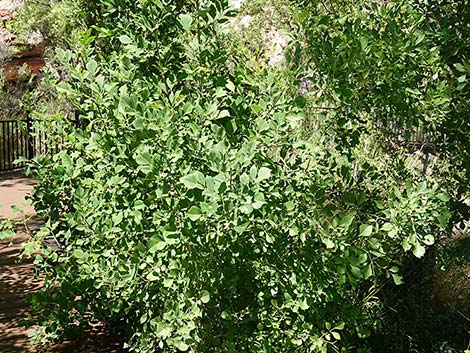 Velvet Ash (Fraxinus velutina)