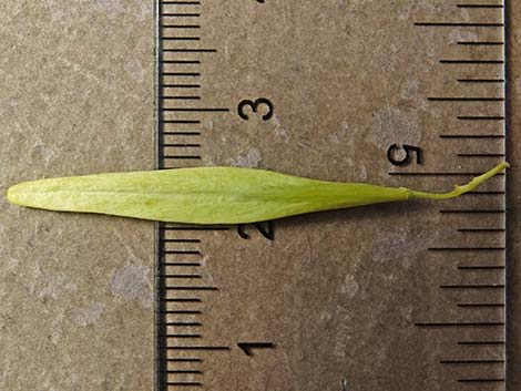 Velvet Ash (Fraxinus velutina)