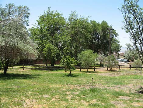 White Mulberry (Morus alba)