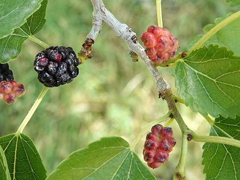 White Mulberry (Morus alba)