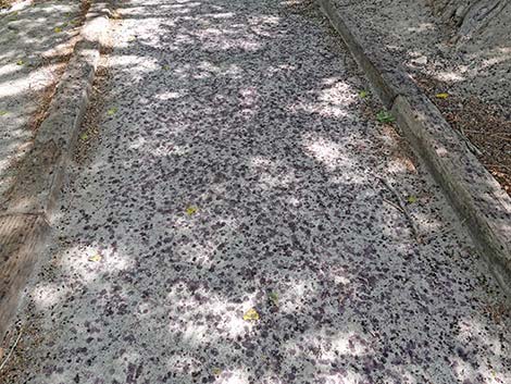 White Mulberry (Morus alba)