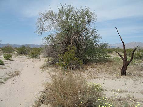 Ironwood Tree (Olneya tesolata)