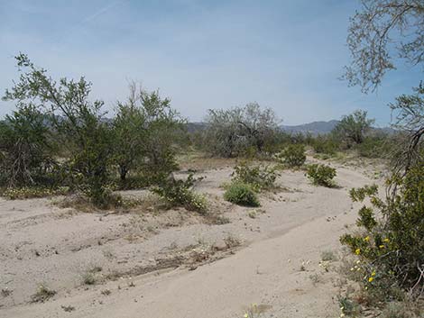 Ironwood Tree (Olneya tesolata)