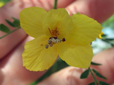 Foothill Paloverde (Cercidium microphyllum)