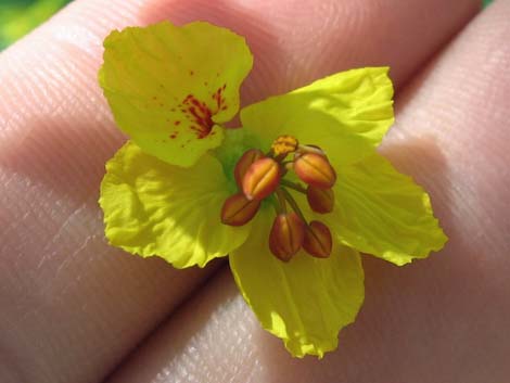 Foothill Paloverde (Cercidium microphyllum)