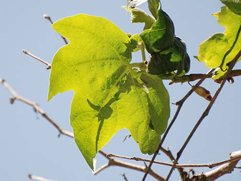 California Sycamore (Platanus racemosa)