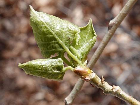 Fremont's Cottonwood (Populus fremontii)