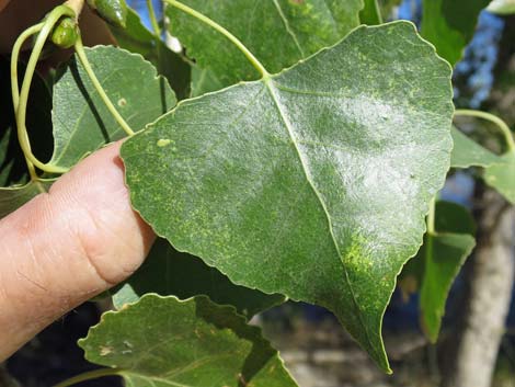 Fremont's Cottonwood (Populus fremontii)