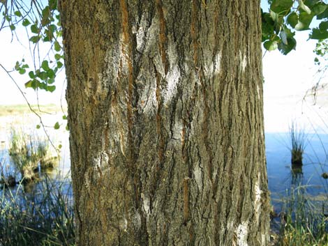 Fremont's Cottonwood (Populus fremontii)