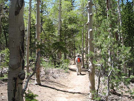 Quaking Aspen (Populus tremuloides)