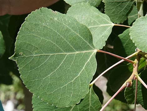 Quaking Aspen (Populus tremuloides)