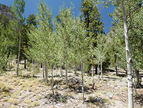 Quaking Aspen (Populus tremuloides)