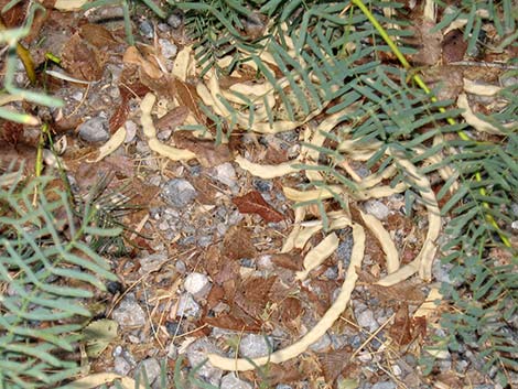 Honey Mesquite (Neltuma glandulosa)