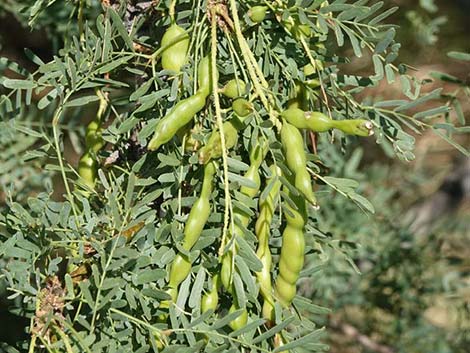 Honey Mesquite (Neltuma glandulosa)