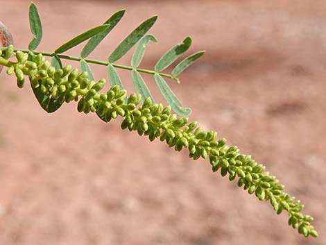 Honey Mesquite (Neltuma glandulosa)