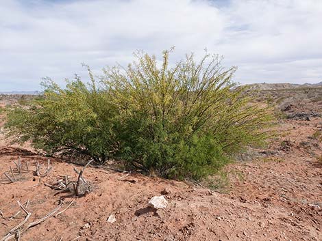 Honey Mesquite (Neltuma glandulosa)