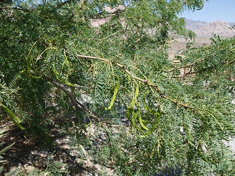 Honey Mesquite (Neltuma glandulosa)