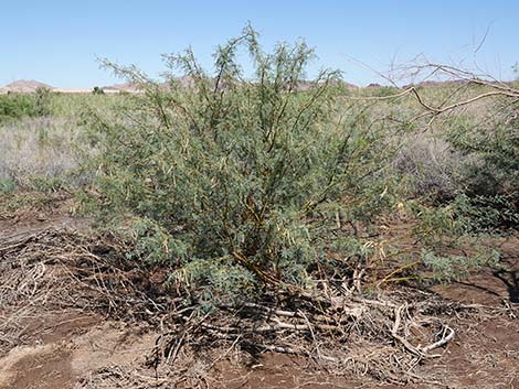 Honey Mesquite (Neltuma glandulosa)