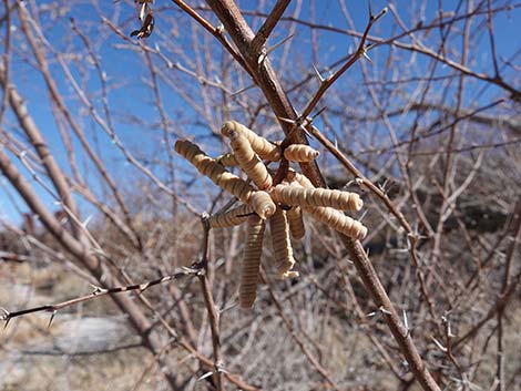 Screwbean Mesquite (Prosopis pubescens)