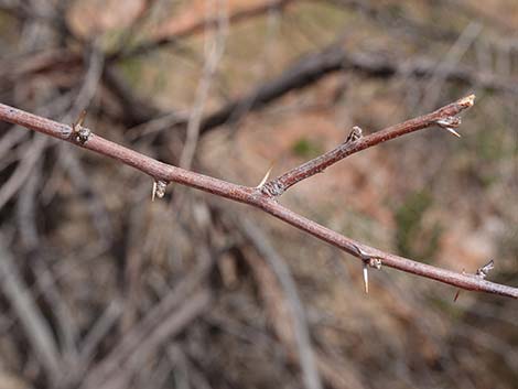 Screwbean Mesquite (Prosopis pubescens)