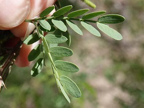 Screwbean Mesquite (Prosopis pubescens)