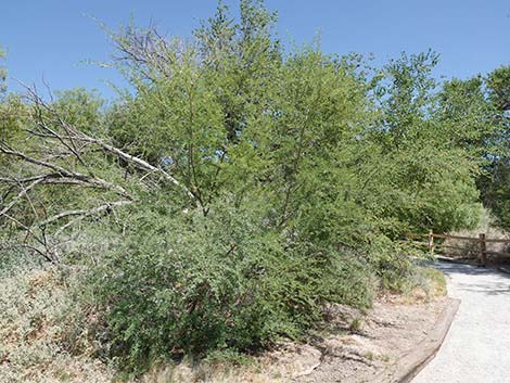 Screwbean Mesquite (Prosopis pubescens)