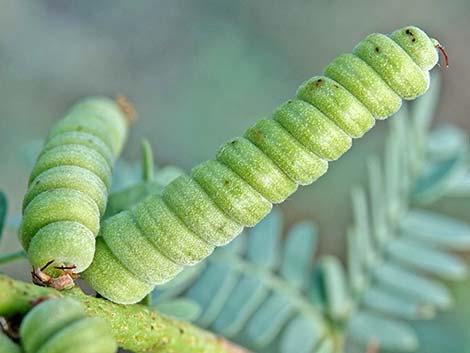 Screwbean Mesquite (Prosopis pubescens)