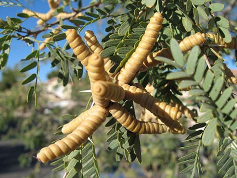 Screwbean Mesquite (Prosopis pubescens)