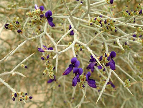 Smoketree (Psorothamnus spinosus)