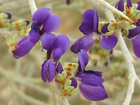 Smoketree (Psorothamnus spinosus)