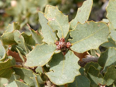 Shrub Live Oak (Quercus turbinella)