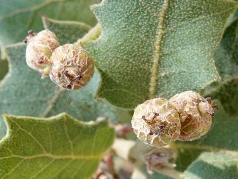 Shrub Live Oak (Quercus turbinella)