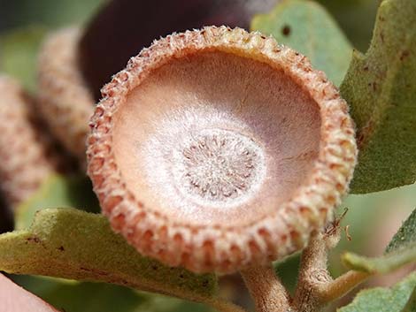 Shrub Live Oak (Quercus turbinella)