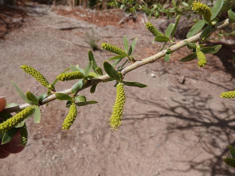 Goodding's Willow (Salix gooddingii)