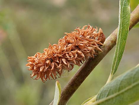 Arroyo Willow (Salix lasiolepis)