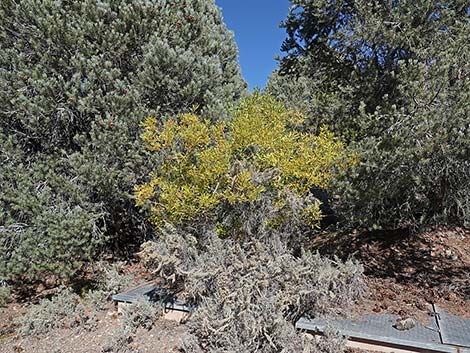 Arroyo Willow (Salix lasiolepis)