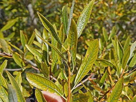 Arroyo Willow (Salix lasiolepis)