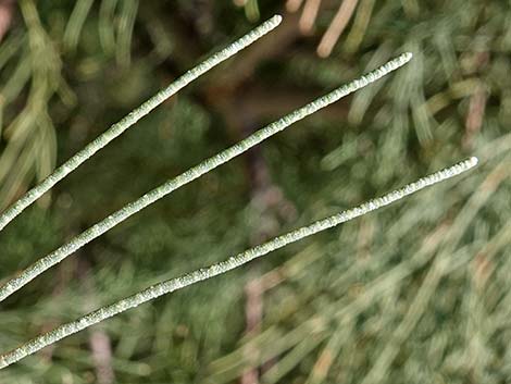 Athel Tamarisk (Tamarix aphylla)