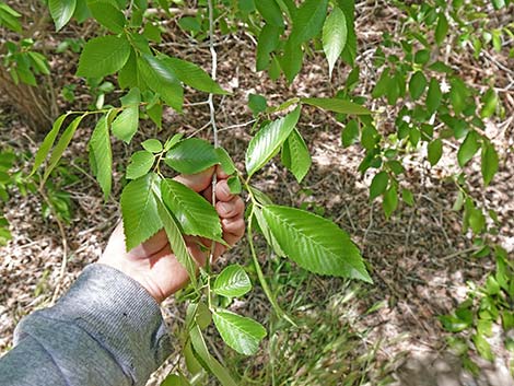 Siberian Elm (Ulmus pumila)