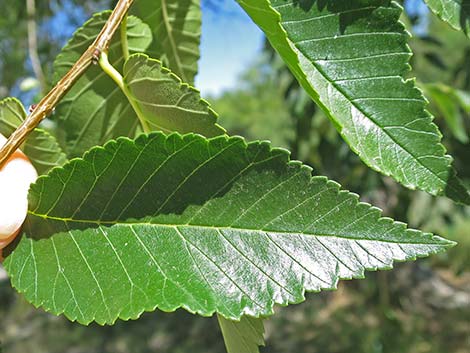 Siberian Elm (Ulmus pumila)