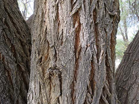 Siberian Elm (Ulmus pumila)