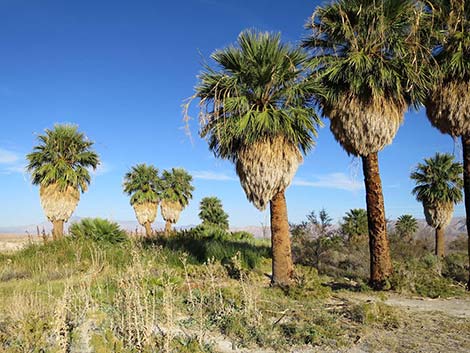 California Fan Palm (Washingtonia filifera)